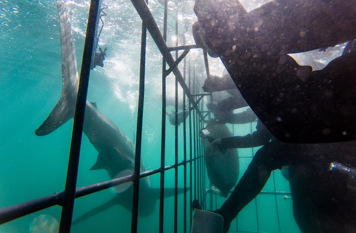 南アフリカのホホジロザメのケージダイビング
